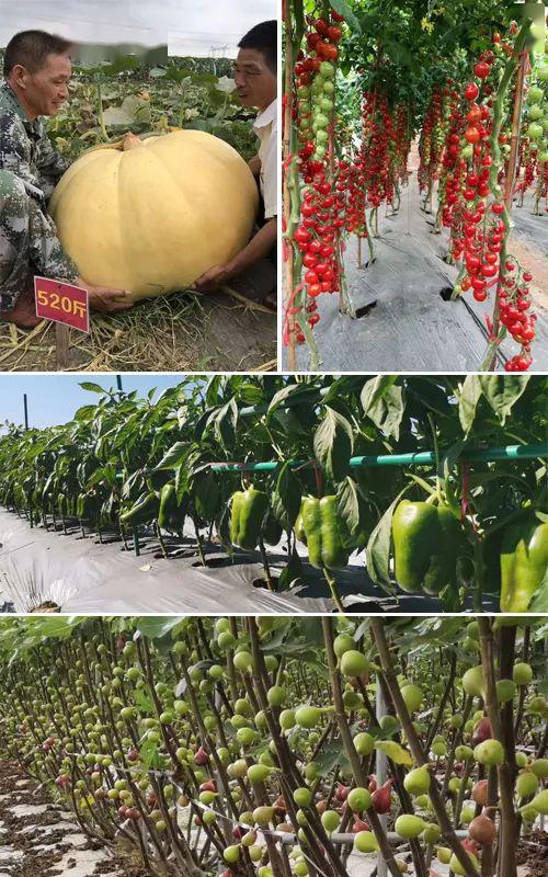 一瓶“能喝的有機肥”，四大功效解決農(nóng)業(yè)種植煩惱